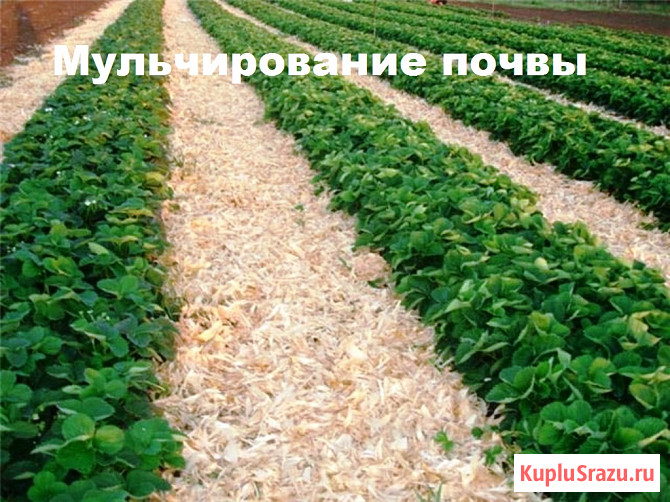 Опилки Стружка Сухая Древесная Утеплитель Копчения Набережные Челны - изображение 6