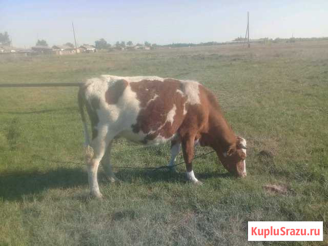 Карова Карасук - изображение 1