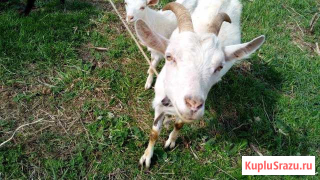 Козлы Искитим - изображение 1