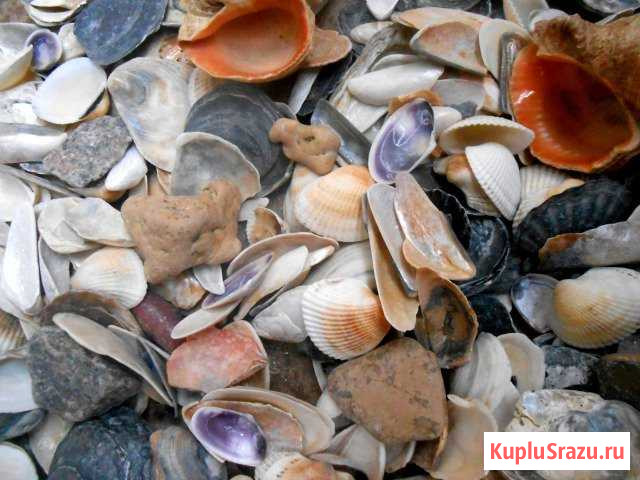 Морские Черноморские ракушки Белгород - изображение 1