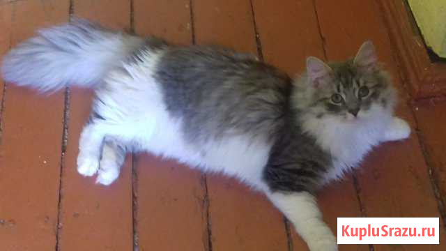 Шикарный котик в добрые руки Жуковка - изображение 1