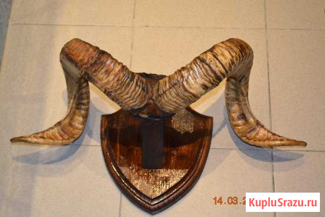 Продам рога Муром - изображение 1