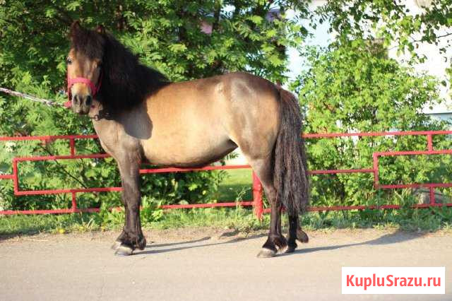 Продам пони. Кобыла Владимир - изображение 1