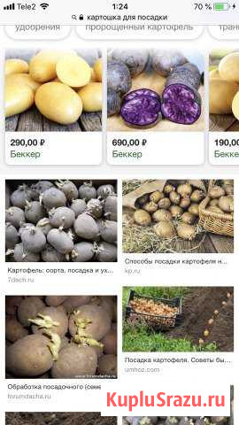 Картошка для посадки Алексеевская - изображение 1