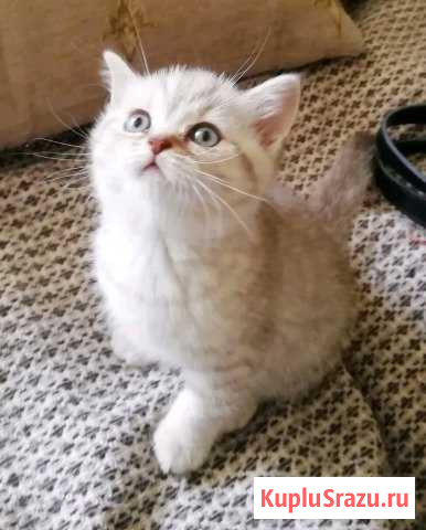 Британский котенок Комсомольск-на-Амуре - изображение 1