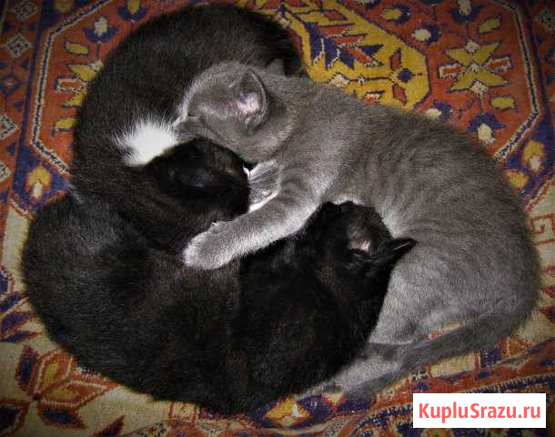 Котята в добрые руки Ялта - изображение 1