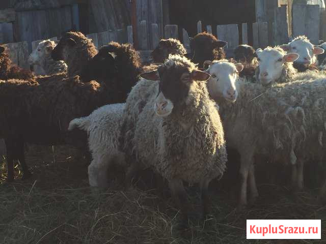 Ярки и матки Катайск - изображение 1