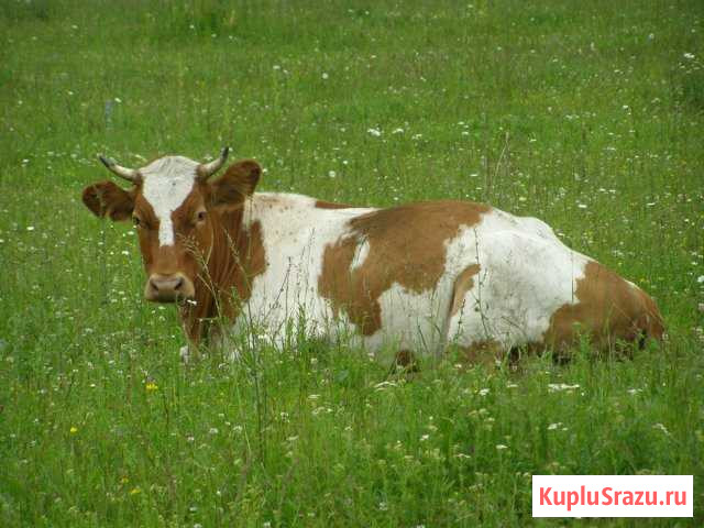 Продам Корову - телёнка Железногорск - изображение 1