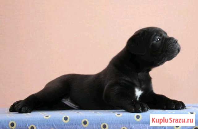Щенки Кане Корсо Новосибирск - изображение 1