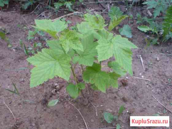 Саженцы сортовой чёрной смородины Кинешма