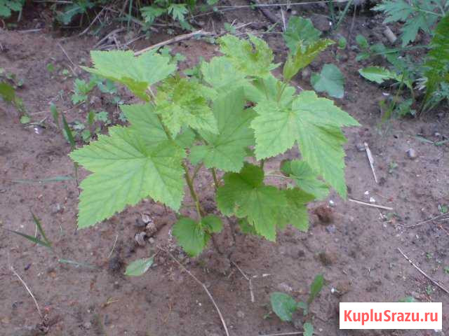 Саженцы сортовой чёрной смородины Кинешма - изображение 1