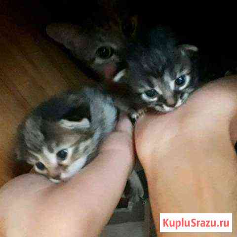 Котята Нальчик