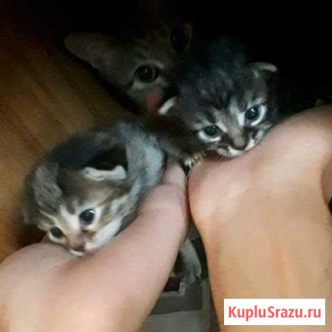 Котята Нальчик - изображение 1