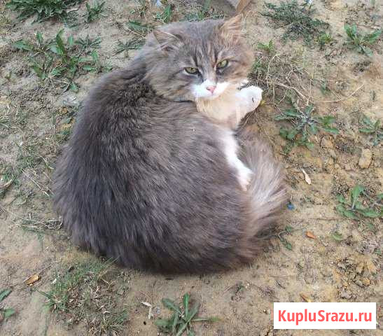 Отдам в добрые руки Киров - изображение 1
