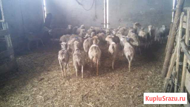 Овцы,26голов Кара-Тюбе - изображение 1