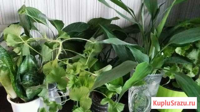 Комнатные цветы Людиново - изображение 1