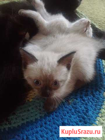 Котята Мариинск - изображение 1