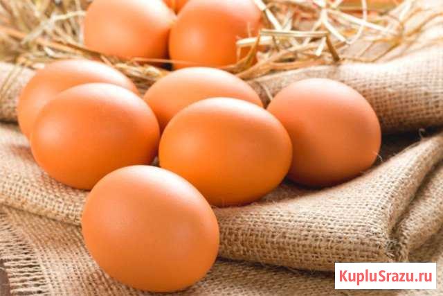 Яйцо на питание и инкубационное яйцо кур Донское - изображение 1
