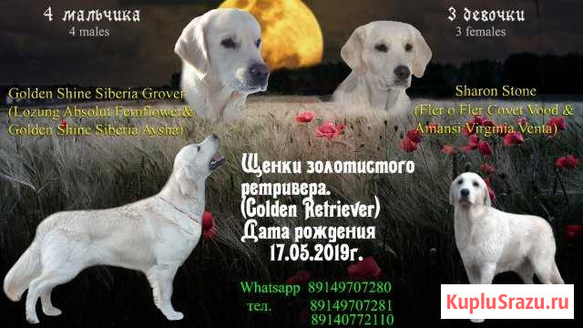 Щенки золотистого ретривера Партизанск - изображение 1