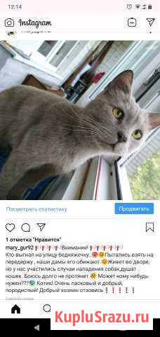 Кот,британец. В добрые руки Балашов - изображение 1