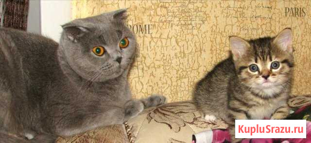 Котята Тверь - изображение 1