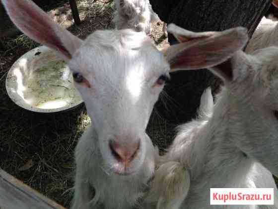 Козлик Энгельс