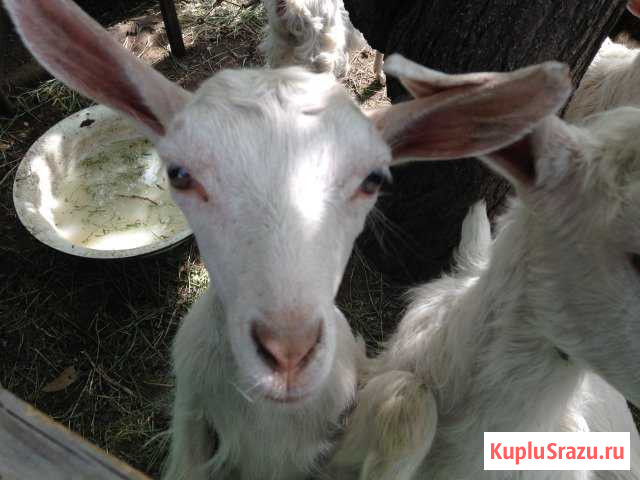 Козлик Энгельс - изображение 1