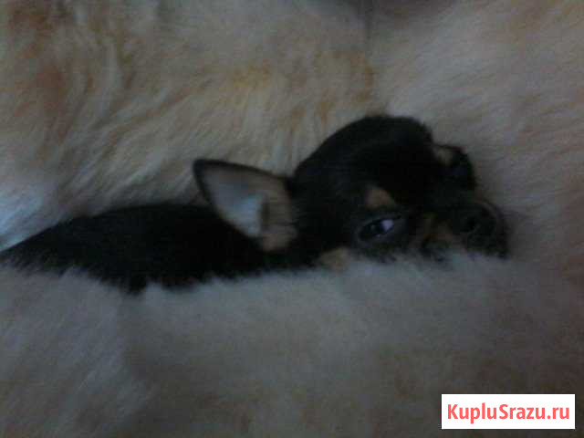 Вязка Чихуахуа Энгельс - изображение 1