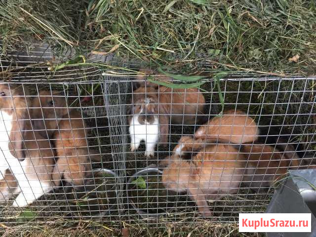 Кролики породы(Баран) по всем вопросам звонить с 8 Знаменка - изображение 1