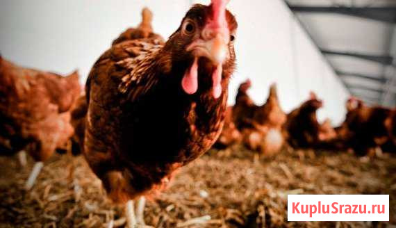 Навоз куриный Комсомольск-на-Амуре - изображение 1