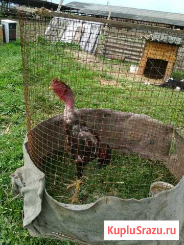 Два петуха,Пароды Кастет,и кареецкастет для породы Ачхой-Мартан - изображение 1