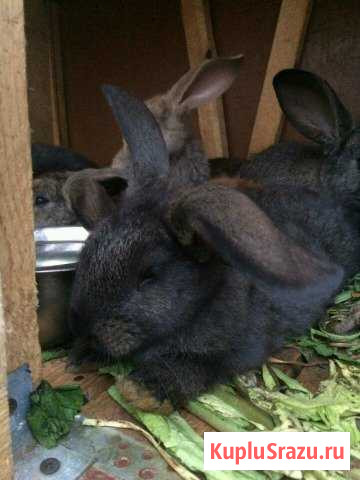 Тушки кроликов на заказ Серпухов - изображение 1