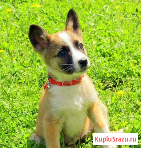 Джин, маленький бандит, 2 месяца, вес 2,5кг Наро-Фоминск - изображение 1