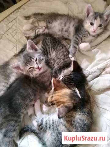 Котята в добрые руки Октябрьский - изображение 1