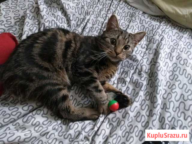 Отдам кота в добрые руки кастрированный Химки - изображение 1