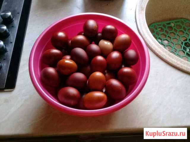 Яйцо куриное домашнее Подольск - изображение 1