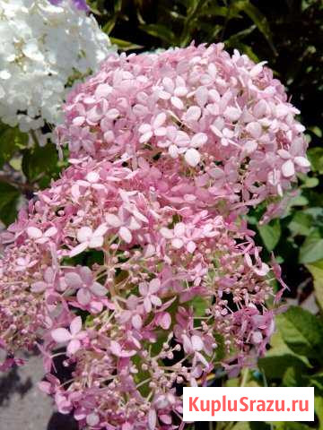 Гортензия древовидная Видное - изображение 1