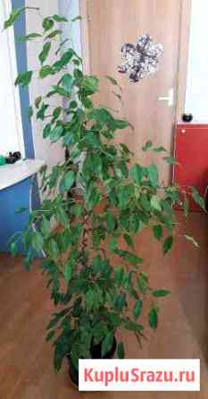 Цветы Чехов