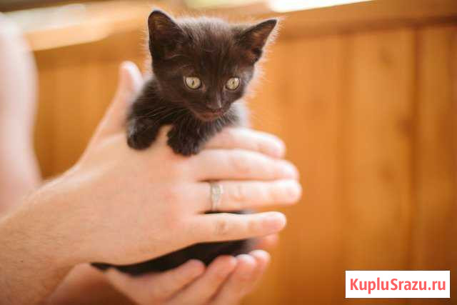 В добрые руки Воровского - изображение 1