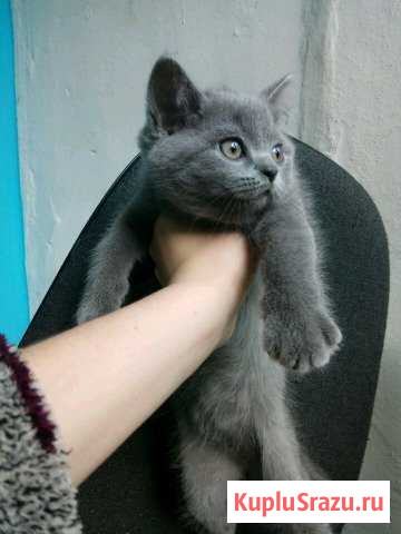 Шотландские котята Раменское - изображение 1