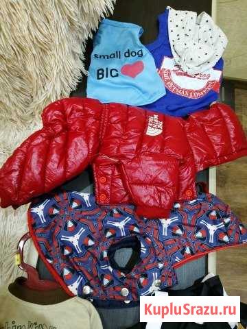 Вещи на маленькую собаку Ликино-Дулево - изображение 1