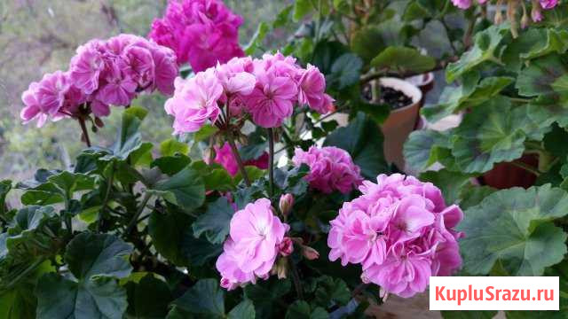 Пеларгония Sanibel Электросталь - изображение 1