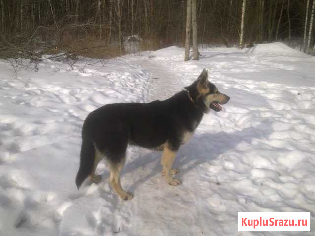 Кобель восточноевропейской овчарки (вео) на вязку Балашиха - изображение 1