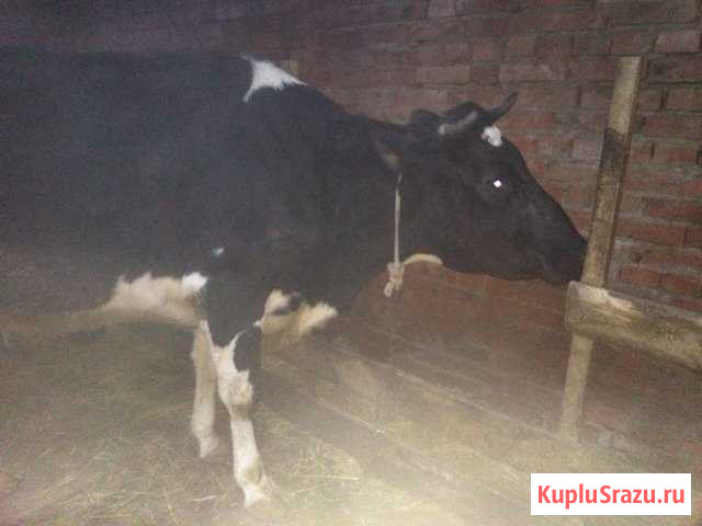 Корова Голштинка Зарайск - изображение 1