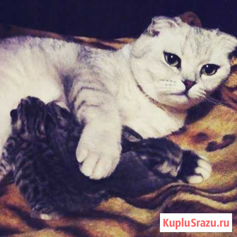 Британская вислоухая кошка Наро-Фоминск - изображение 1