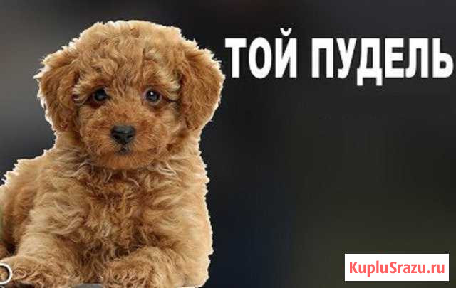 Щенкочки маленькие Санкт-Петербург - изображение 1
