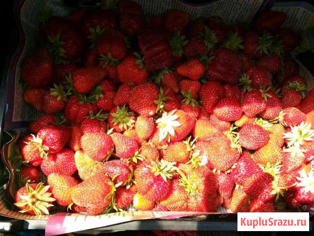 Клубника Славянск-на-Кубани - изображение 1