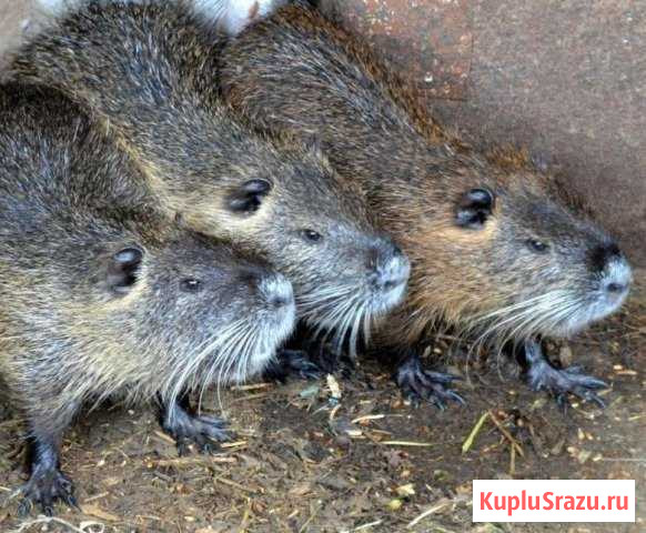 Нутрии Красносельский - изображение 1