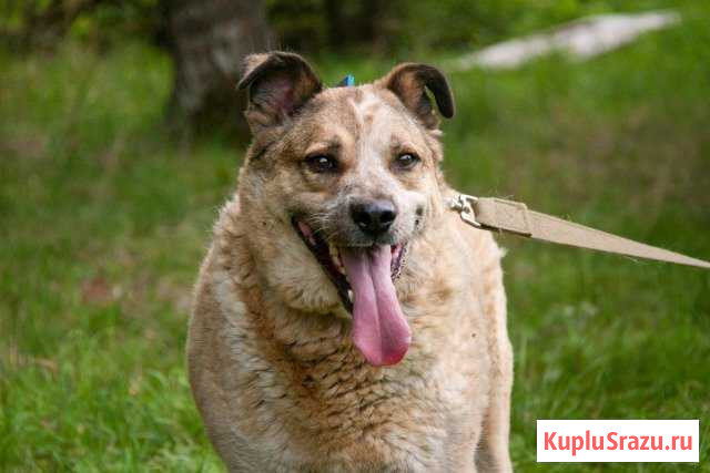 Клим ищет дом Санкт-Петербург - изображение 1