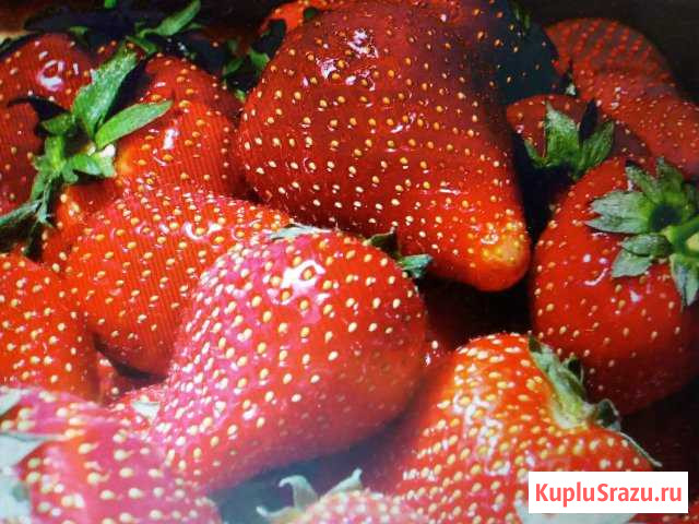 Клубника самосбор Ейск - изображение 1